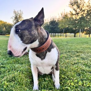 Collar para Mascota