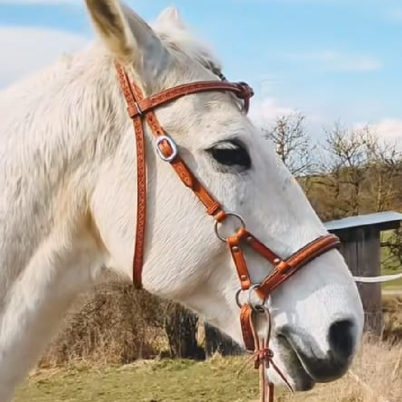 correas para caballo